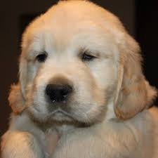 VanGoghlden Retrievers