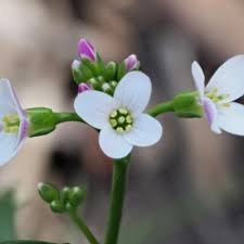 Image result for Nemesia lilacina