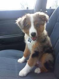 Bathroom design software free australian shepherd. Jojo Bonino Jabonino1 Profile Pinterest