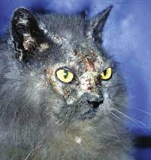 Systemic Lupus Erythematosus In Domestic Animals Sciencedirect