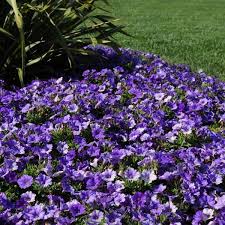 Here are some popular examples: Shock Wave Denim Spreading Petunia