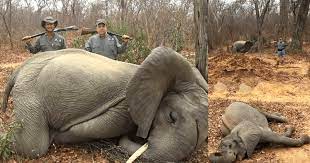 Hunter Who Shot Dead Two Elephants Hits Back As Company Swamped By Fury From Animal Lovers Miszo