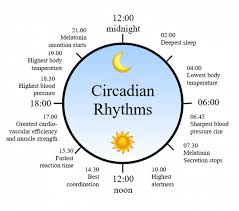 Circadian Rhythm What You Need To Know Good Nite Sleep Tight