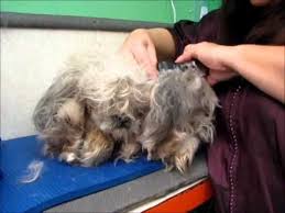 Clipping Matted Dog This Is One Of The Best Videos I Ve Seen On Grooming A Heavily Matted Dog Matted Dog Hair Dog Grooming Dog Grooming Tips