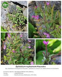 Image result for Pavetta decumbens