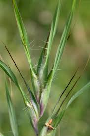 Image result for Themeda