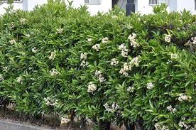 Hedge Quot Hogs On Pinterest Hedges Shrubs And Evergreen Garden Shrubs Shade Shrubs Viburnum