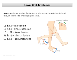 myotome testing bismi margarethaydon com