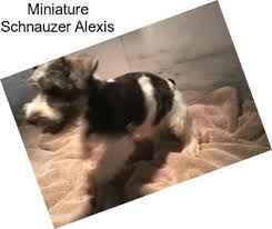 When you search for german shepherd puppies for sale houston tx online, you're taking a risk that your dog might be coming from a puppy mill or. 3dwowzx7v1y Mm