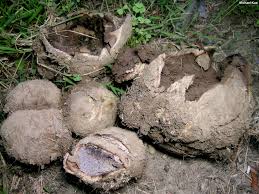 Image result for Scleroderma polyrhizon