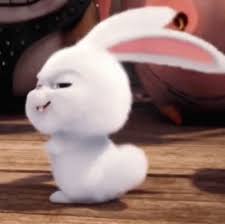 Beyond providing first rate pet care, we make our clinic comfortable. Happy National Bunny Day Critter Care Animal Hospital