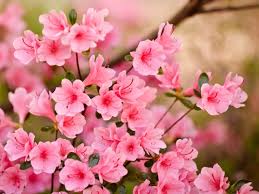 Flower hd wallpapers for for android, iphone, desktop. Best Flowers Wallpapers Hd Group 78