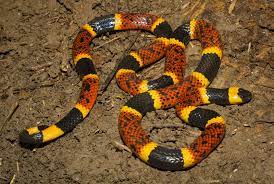 Micrurus Tener Texas Coral Snake Coral Snake Snake Coral