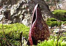 Skunk cabbage is a native plant, actually two native plants that grow in marshes, bogs and shallow streams. Symplocarpus Foetidus Wikipedia