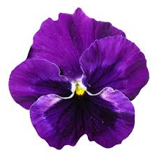 Download this hand painted flowers, flowers, flower, plant png clipart image with transparent background or psd file for free. Pansy Flower Png Transparent Purple 19 Free Png Images Vector Psd Clipart Templates