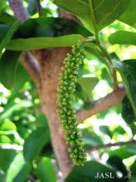 Image result for Antidesma vogelianum