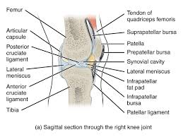 We did not find results for: Mr Miles Callahan Anatomy Of The Knee