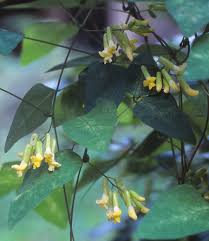 Image result for Dumasia