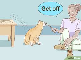How to keep your cat from scratching your home furniture. 3 Ways To Keep Cats Off Furniture Wikihow