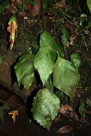 Image result for Antrophyum mannianum