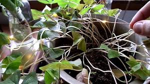 How deep to plant shamrock bulbs? Oxalis Dormancy How To Give Your Shamrock A Haircut Youtube