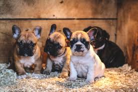 The frenchie dog has a bright and lively personality but is burdened with complicated health problems. A Ukrainian Planed Landed In Canada With 38 Dead Puppies And Hundreds Of Other Dogs The Washington Post