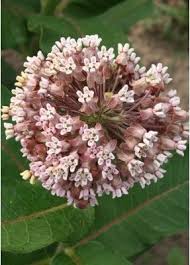 Asclepias Syriaca Common Milkweed Plant This In The Fall To Support Monarch Butterflies Milkweed Wildflower Garden Milkweed Seeds