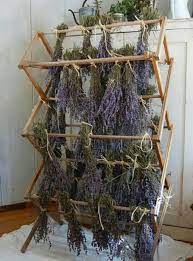 Drying Herbs Drying Herbs Dried Lavender Herbs