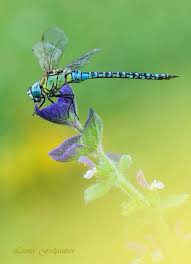 Black Green And Blue Dragonfly Blue Dragonfly On A Purple Flower Dragonfly Blue Dragonfly Dragonfly Art