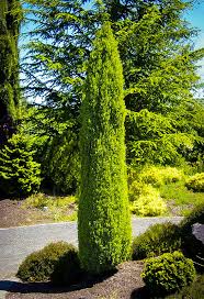 Your complete privacy tree guide. Pencil Point Juniper Trees For Sale The Tree Center