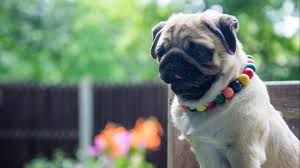 Uncle henry's ei tegutse valdkondades ettevõtte juhtimine, puukoolid ja aiakaubad, raamatupoed ja ajalehekioskid lisateavet uncle henry's kohta leiate veebisaidilt www.unclehenrys.com. Maine Local Pugs Social Media Dress Up Dogs Therapy Newscentermaine Com