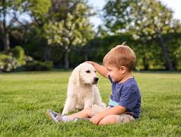In addition to the lawn care services referenced above, we also offer weed control services too. Why Use Organic Lawn Care Services Borst Landscape Design