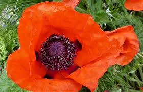 Orientalischer Mohn Prachtstaude Fur Den Garten In 2020 Pflanzenwelt Orientalisch Garten