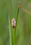 Image result for Eleocharis brainii
