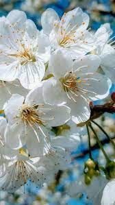 Pin By Mona Moni On Fiori Piante White Flowering Trees Cherry Blossom Wallpaper Flowers Nature