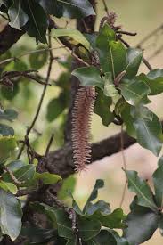 Image result for Faurea rochetiana