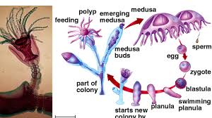 We did not find results for: 7 Daur Hidup Obelia Sp Dan Penjelasannya Dosenbiologi Com