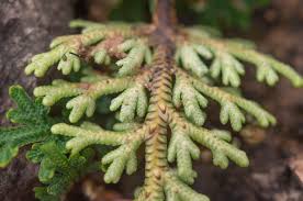 Image result for Selaginella imbricata