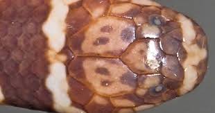 Image result for Hydrops triangularis