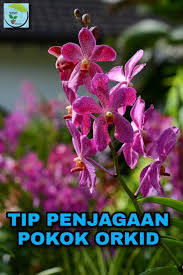 Penjagaan orkid di taman sempena aidilfitri. Hafiz Agro Buat Pengemar Orkid Entri Kali Ini Merupakan Perkongsian Yang Menarik Dan Insyaaallah Boleh Membantu Anda Didalam Menjaga Tanaman Orkid Kegemaran Anda Pada Entri Yang Lepas Artikel Mengenai Kaedah Penanaman