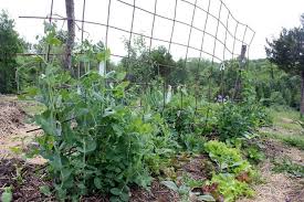The elements of organic gardening. 7 Ways To Grow More Food In Less Space With Succession Planting