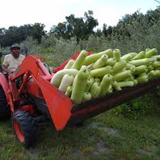 Image result for Lagenaria