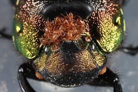 This handsome bug is up for auction on my deviantart, check there for pricing/info! Rainbow Scarab Beetle Phanaeus Vindex Bugguide Net