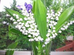 You can't eat the grass. How To Grow A Cutting Garden Gingham Gardens