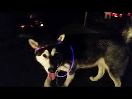 Pin On The Adventures Of Tonka The Malamute