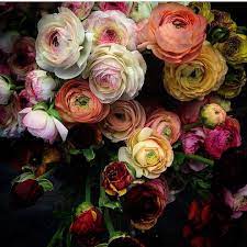 Mag Giesheph Erd A Bouquet Of Ranunculus E Porch Farm 3porchfarm Ranunculus Flowers Flora Petals Color Colour Ranunculus Flowers Flowers Pretty Flowers