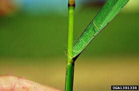 Image result for Setaria parviflora