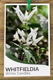 Image result for Whitfieldia