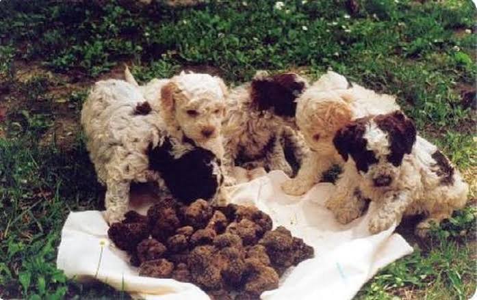 Truffle hunting in Italy – The Educated Traveller