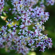 Blue Wood Aster Symphyotrichum Cordifolium A Fall Blooming Aster With Billowy Lavender Blue Daisy Like Flowers And He Blue Plants Woodland Plants Blue Daisy